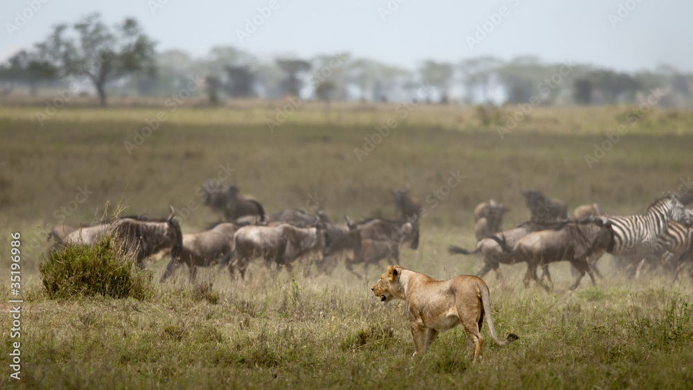 Lioness and herd of wildebeest at the Serengeti National Park Lioness and herd of wildebeest at the Serengeti National Park