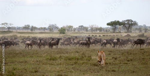 Lioness and herd of wildebeest at the Serengeti National Park © Eric Isselée