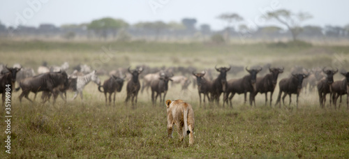 Lioness and herd of wildebeest at the Serengeti National Park