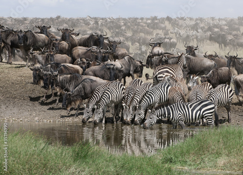 Zebras drinking at the Serengeti National Park  Tanzania  Africa