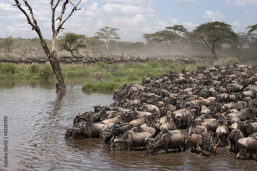 Obraz premium Zebras and Wildebeest at the Serengeti National Park, Tanzania