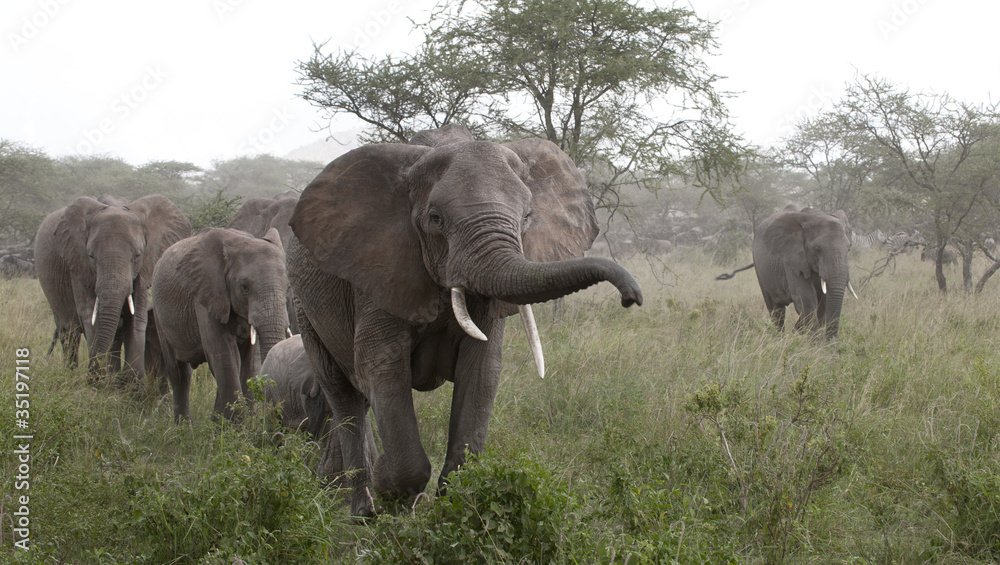 Obraz premium Elephants at the Serengeti National Park, Tanzania, Africa