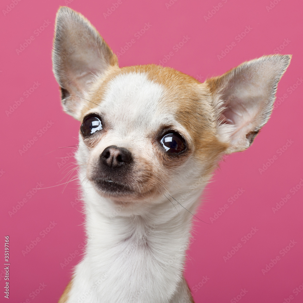 Close-up of Chihuahua, 2 years old, in front of pink background Close-up of Chihuahua, 2 years old, in front of pink background