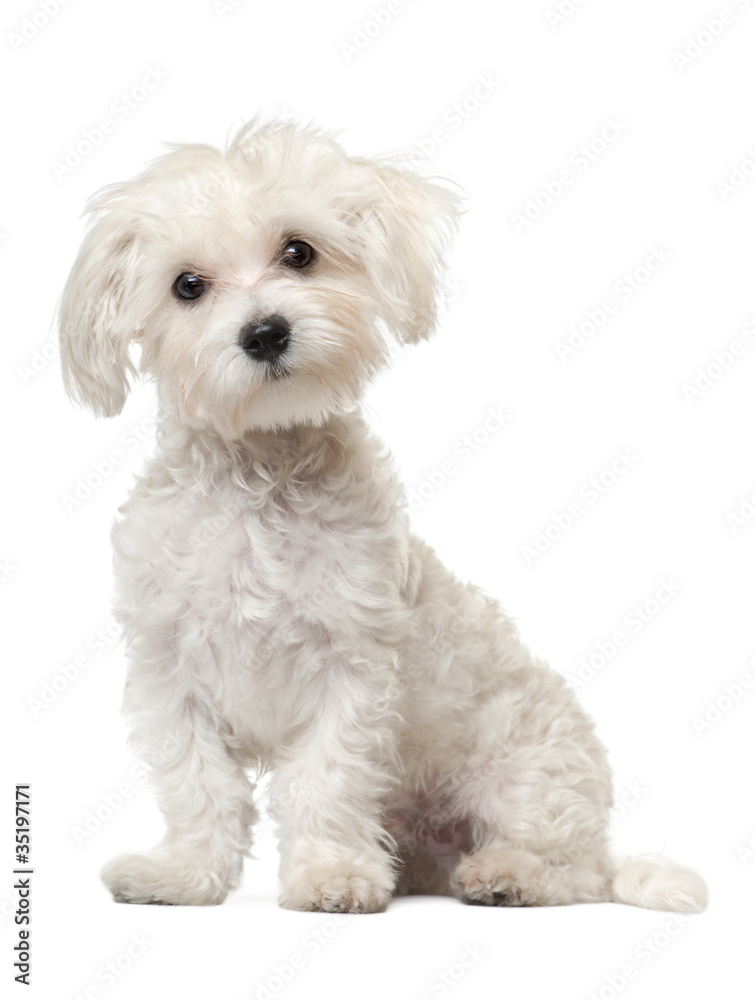 Maltese puppy, 6 months old, sitting - obrazy, fototapety, plakaty 