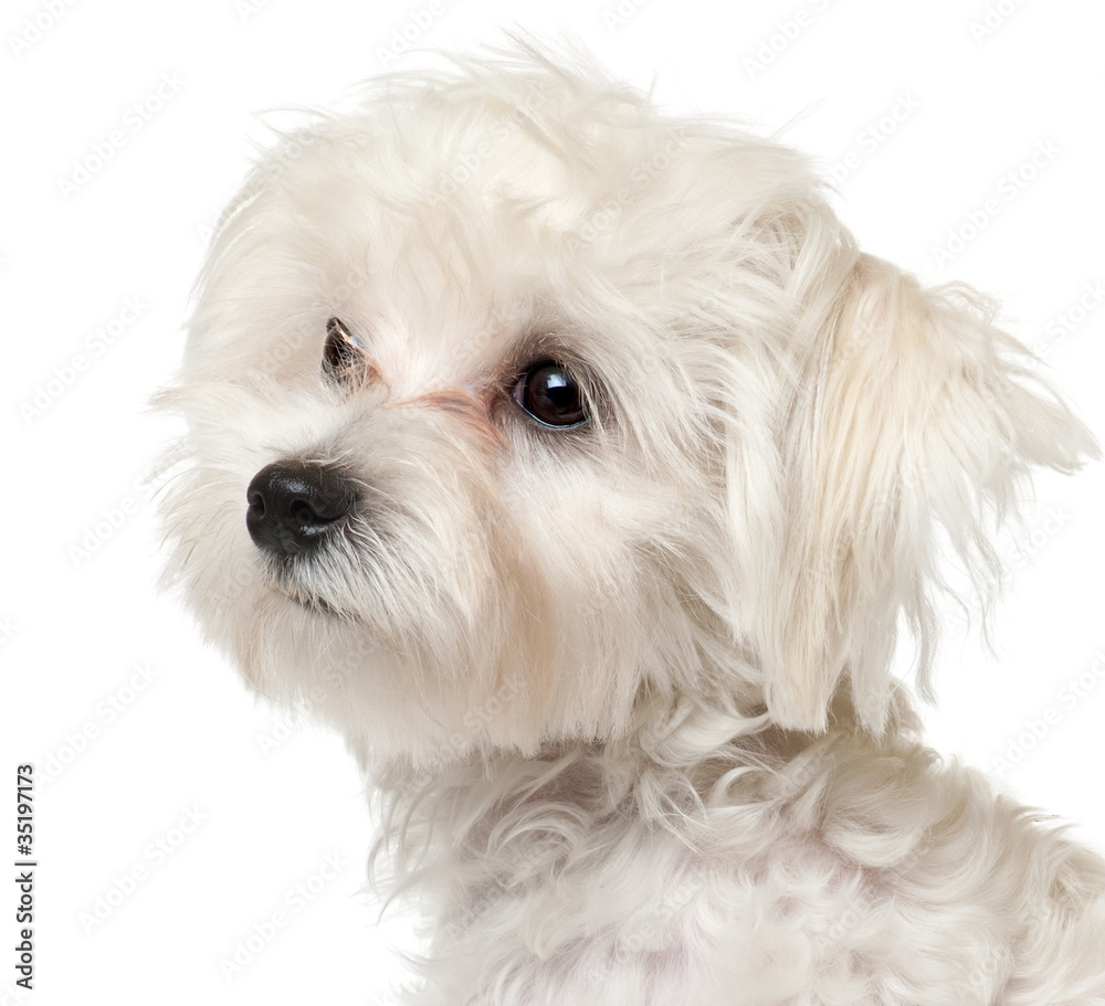 Close-up of Maltese puppy, 6 months old