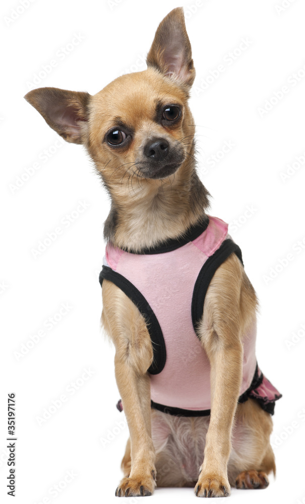 Chihuahua in pink shirt, 12 months old, sitting