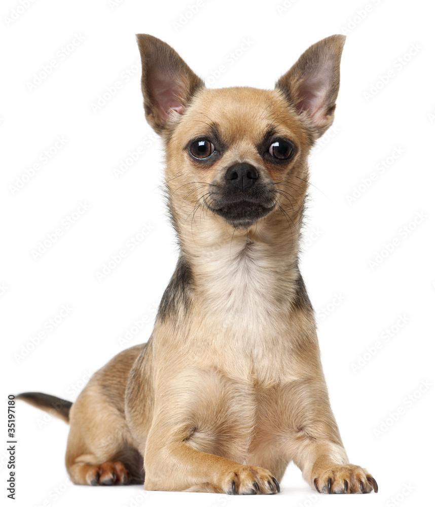 Chihuahua, 12 months old, lying in front of white background
