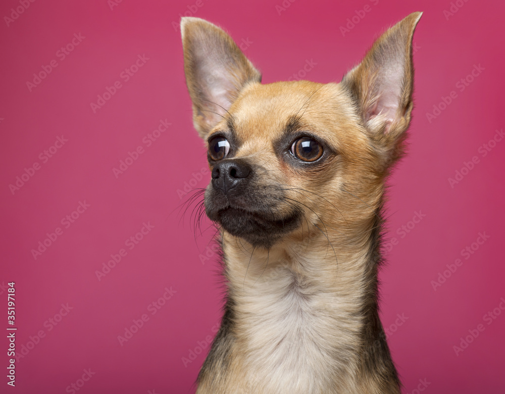 Close-up of Chihuahua, 12 months old