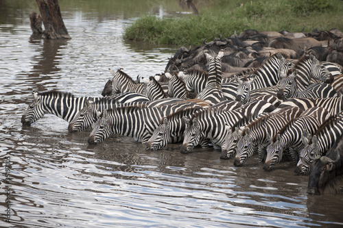 Zebras and Wildebeest at the Serengeti National Park, Tanzania