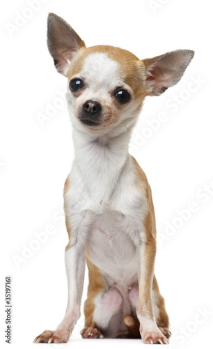 Chihuahua  2 years old  sitting in front of white background