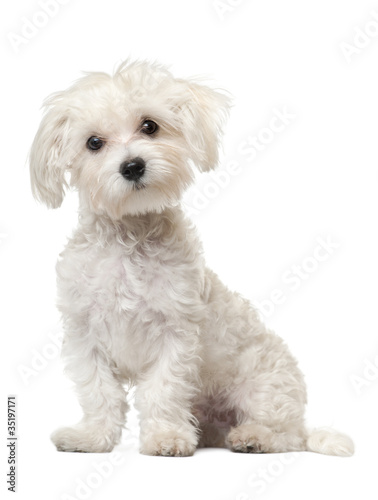 Maltese puppy, 6 months old, sitting photo