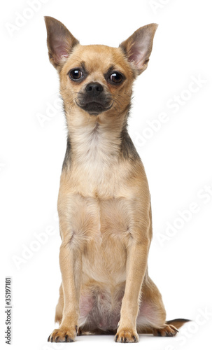 Chihuahua, 12 months old, sitting