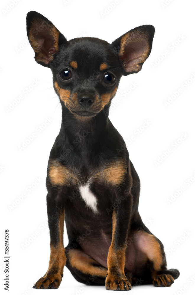 Chihuahua Puppy, 5 months old, sitting Chihuahua Puppy, 5 months old, sitting