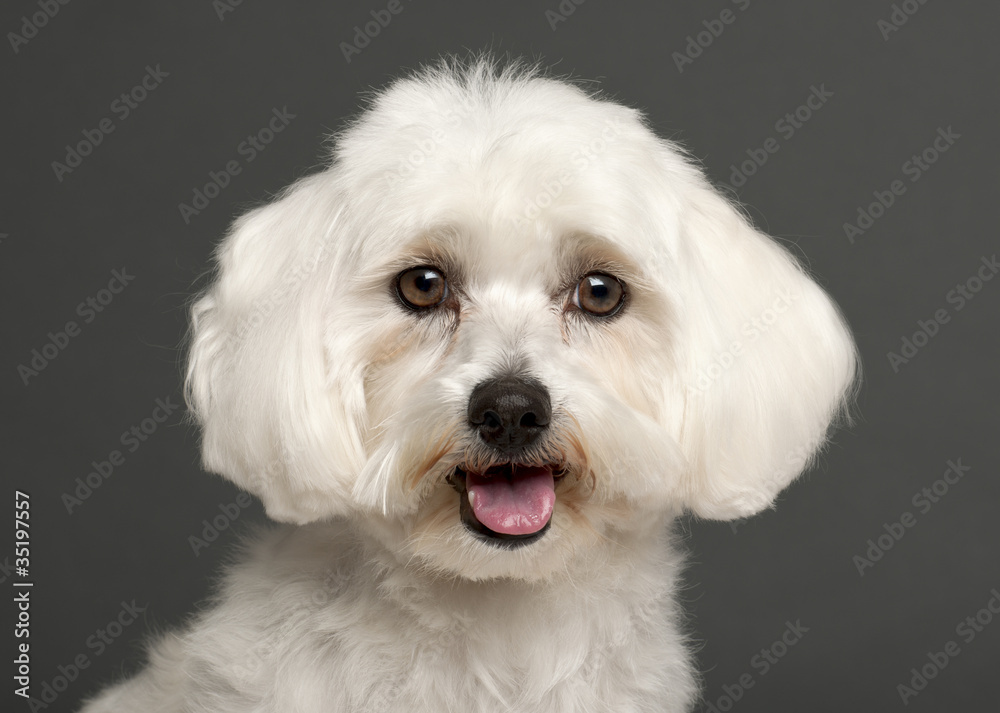 Close-up of Maltese panting, 3 years old Close-up of Maltese panting, 3 years old