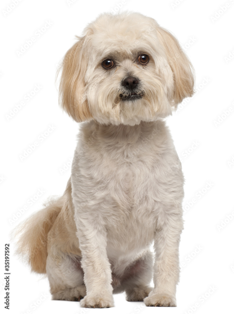 Mixed-breed dog, 5 years old, sitting