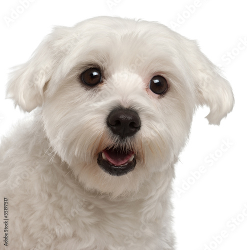 Close-up of Maltese panting, 2 years old