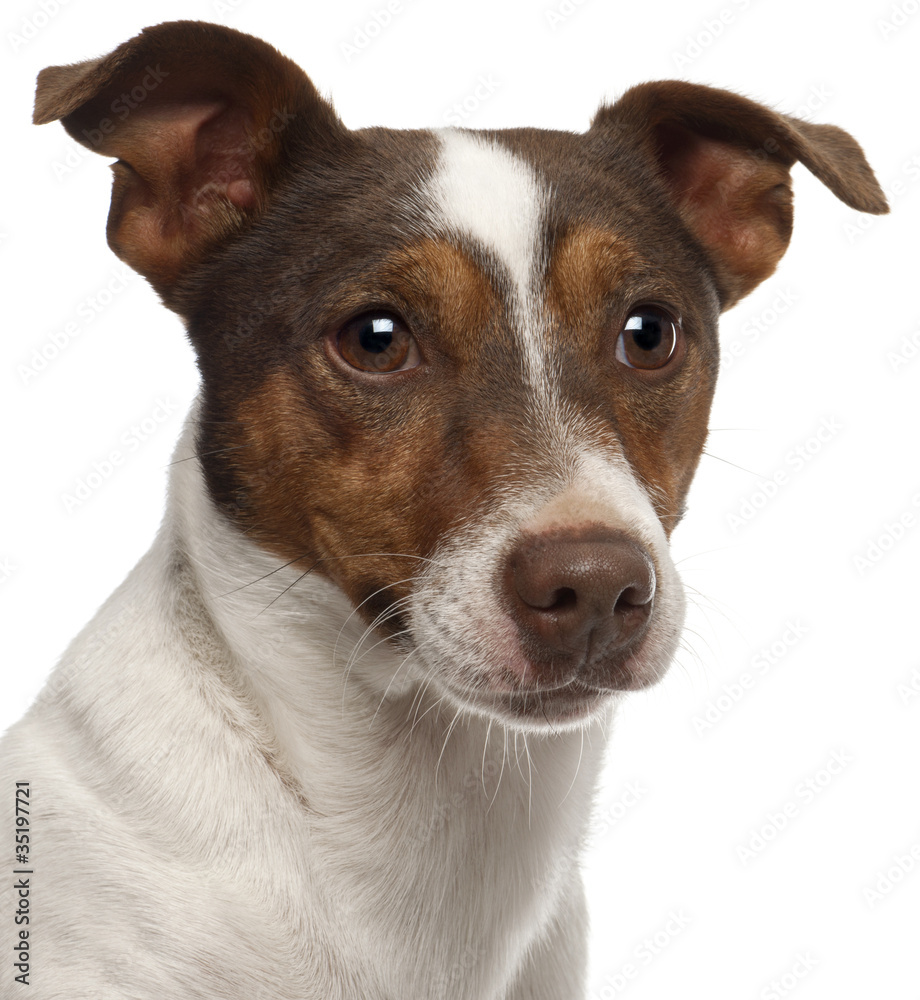 Close-up of Jack Russell Terrier, 3 years old