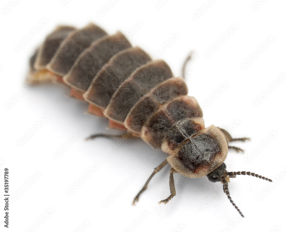 Common glow-worm of Europe, Lampyris noctiluca Common glow-worm of Europe, Lampyris noctiluca