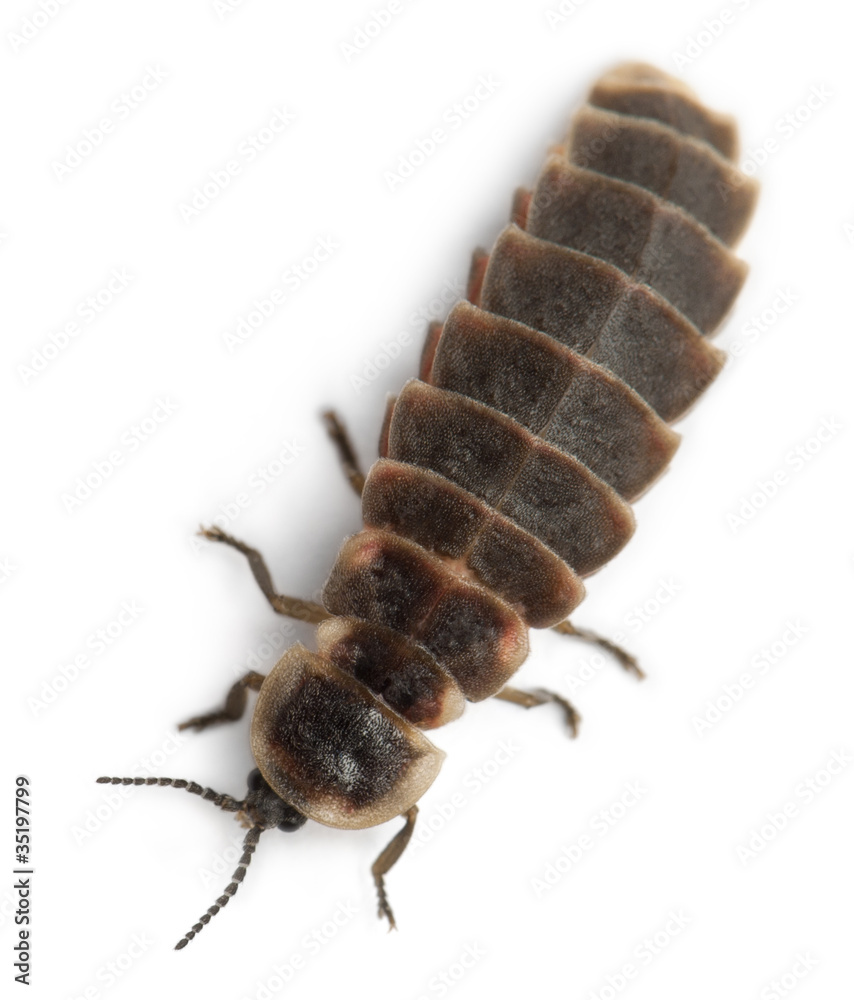 Common glow-worm of Europe, Lampyris noctiluca Common glow-worm of Europe, Lampyris noctiluca