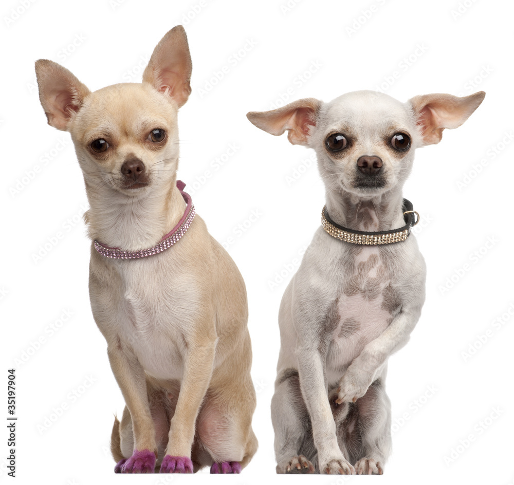 Two Chihuahuas, 2 years old and 11 months old, sitting