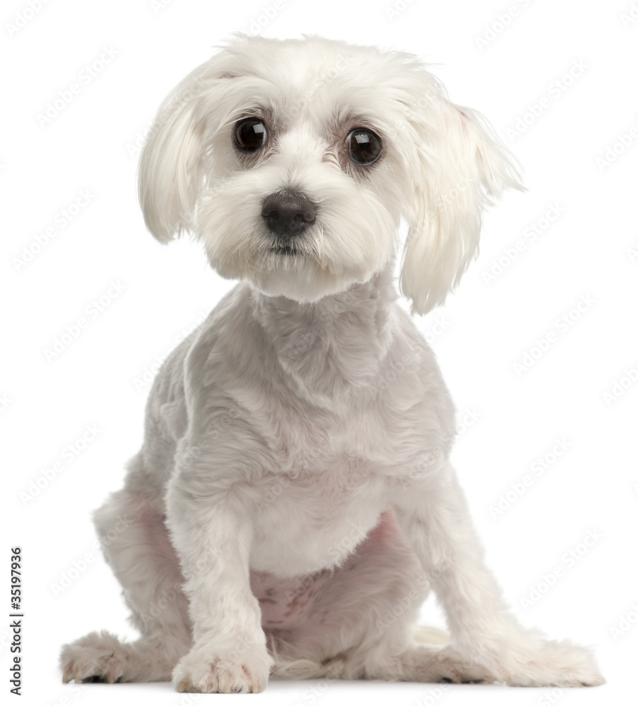 Maltese, 10 months old, sitting