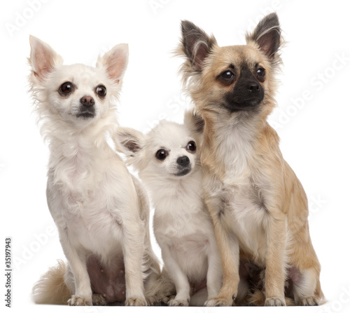 Three Chihuahuas, 5 years old and 8 months old, sitting