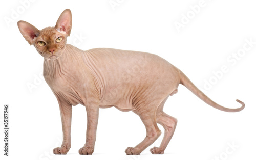 Sphynx cat standing in front of white background