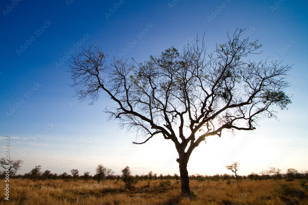 A silhouette of a large tree in africa A silhouette of a large tree in africa