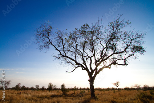 A silhouette of a large tree in africa