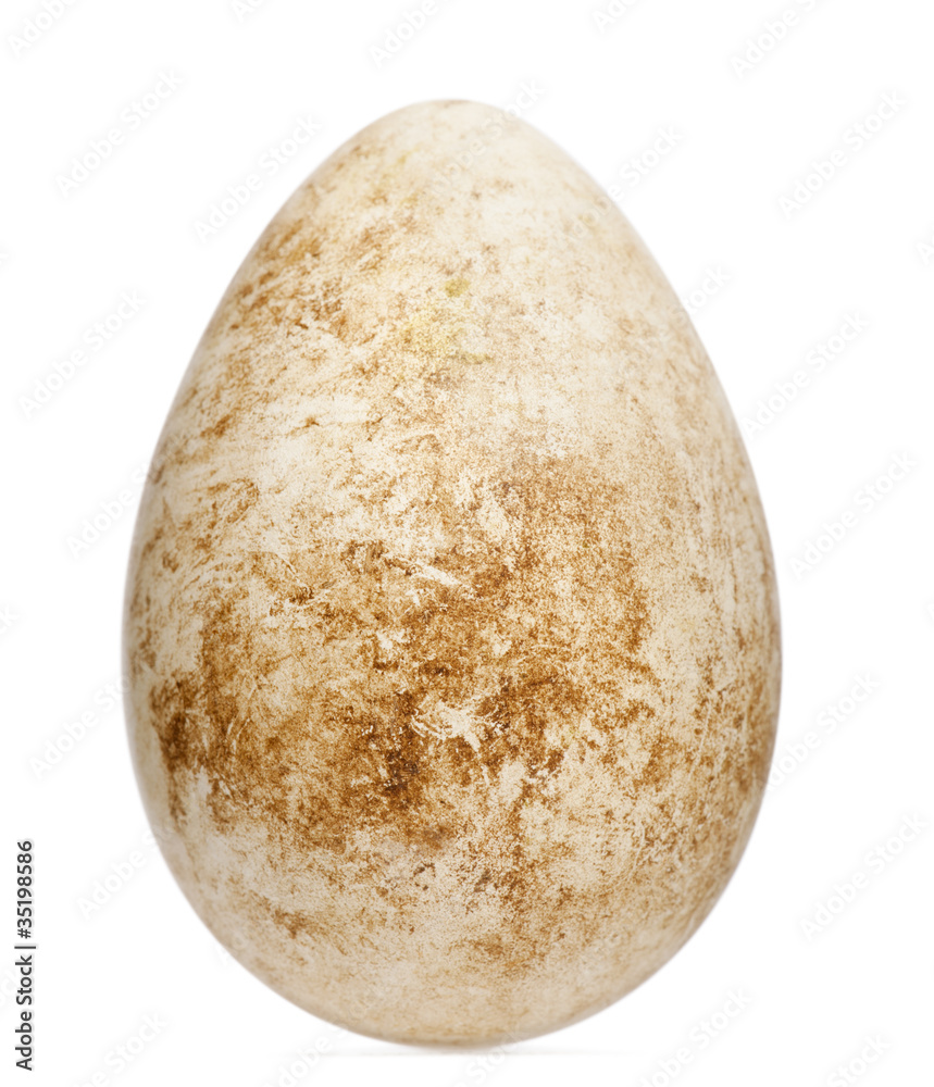 Egg of Atlantic Puffin or Common Puffin with height Egg of Atlantic Puffin or Common Puffin with height