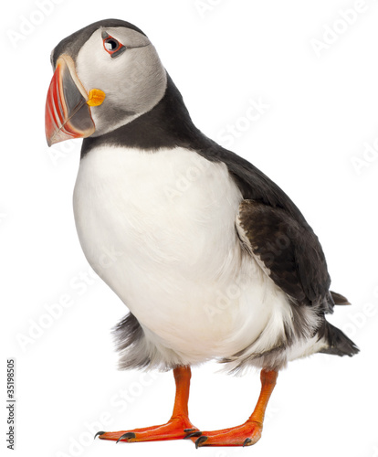 Atlantic Puffin or Common Puffin, Fratercula arctica photo