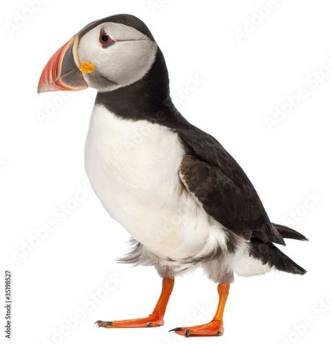 Photos Atlantic Puffin or Common Puffin, Fratercula arctica