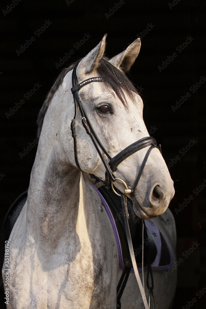 Apfelschimmel vor schwarzem Hintergrund Stock-Foto | Adobe Stock