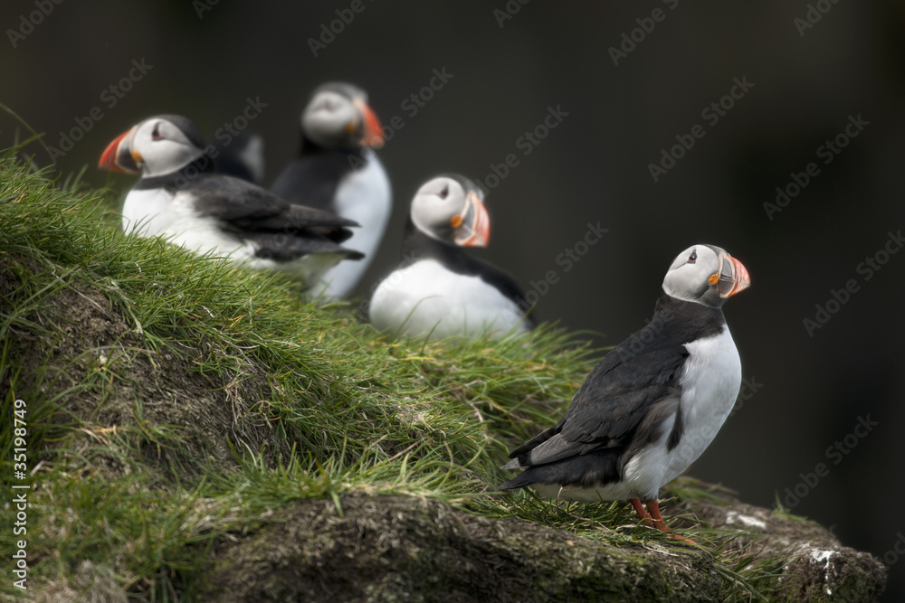 Obraz premium Atlantic Puffin or Common Puffin, Fratercula arctica, on Mykines