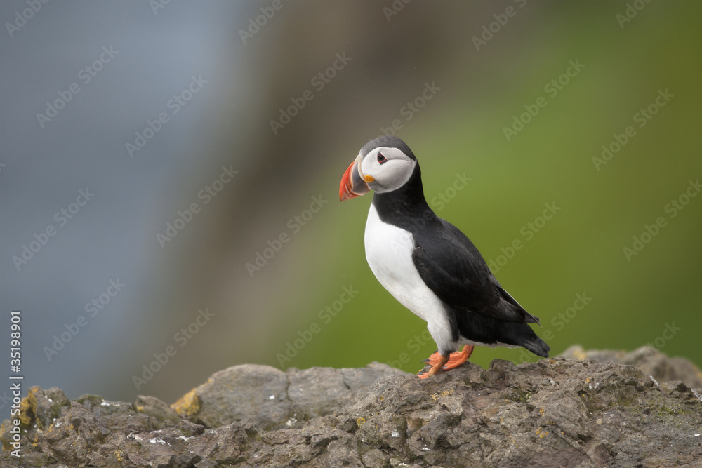 Obraz premium Atlantic Puffin or Common Puffin, Fratercula arctica, on Mykines