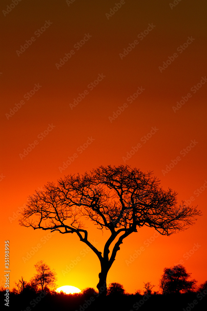 A marula tree silhouette at sunset A marula tree silhouette at sunset