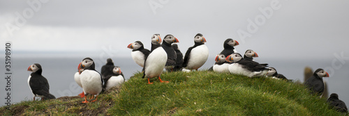 Canvas Print Atlantic Puffin or Common Puffin, Fratercula arctica, on Mykines