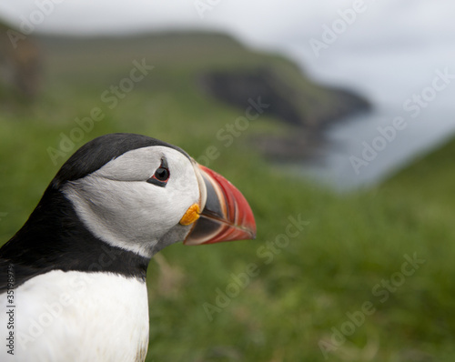 Atlantic Puffin or Common Puffin, Fratercula arctica, on Mykines © Eric Isselée