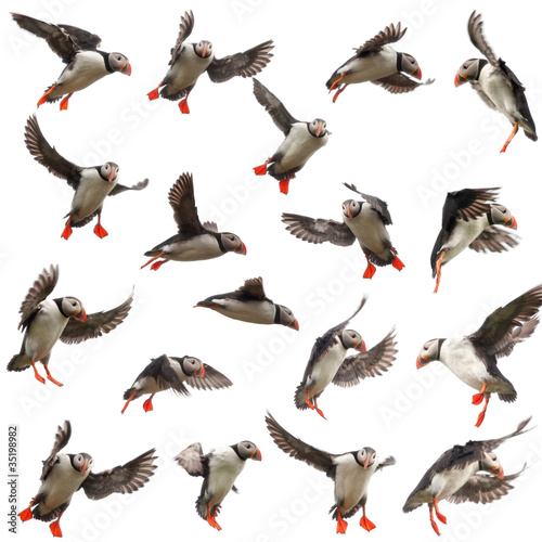 Collection of Atlantic Puffin or Common Puffin