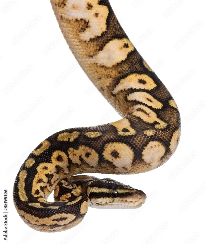 Obraz premium Male Pastel calico Python, Royal python or ball python