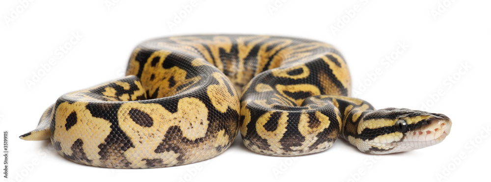 Obraz premium Samica Pythona pastelowego perkalu, pytona królewskiego lub pytona kulkowego