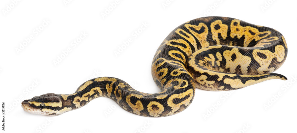 Fototapeta premium Female Pastel calico Python, Royal python or ball python