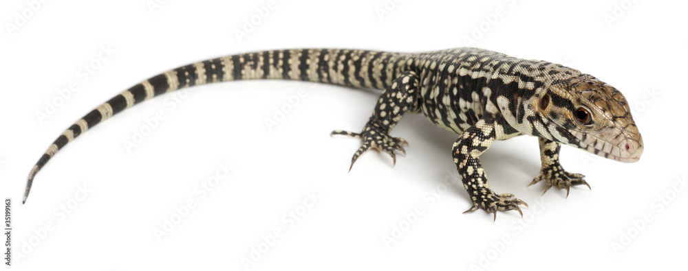 Fototapeta premium Blue Tegu, Tupinambis merianae, in front of white background