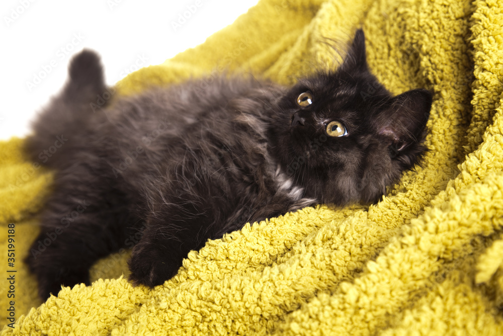 Naklejka premium Kitty