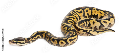 Female Pastel calico Python, Royal python or ball python © Eric Isselée