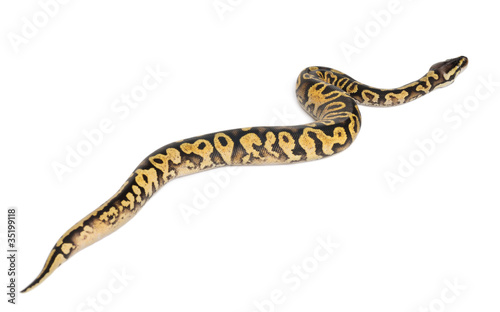Female Pastel calico Python, Royal python or ball python