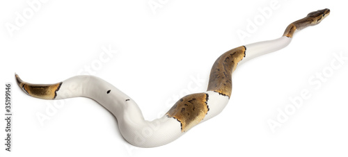 Female Pinstripe Pied Royal python, ball python, Python regius