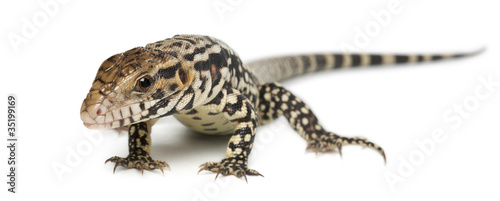 Blue Tegu  Tupinambis merianae  in front of white background