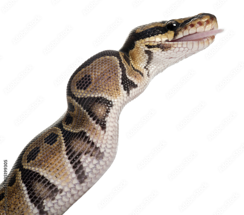 Python Royal python eating a mouse, ball python, Python regius