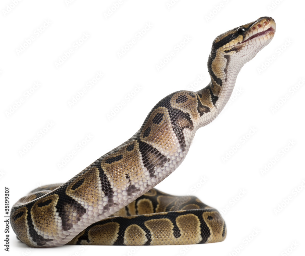 Naklejka premium Python Python królewski jedzący mysz, pyton kulkowy, Python regius